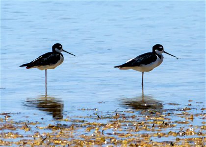 Black-necked Stilt