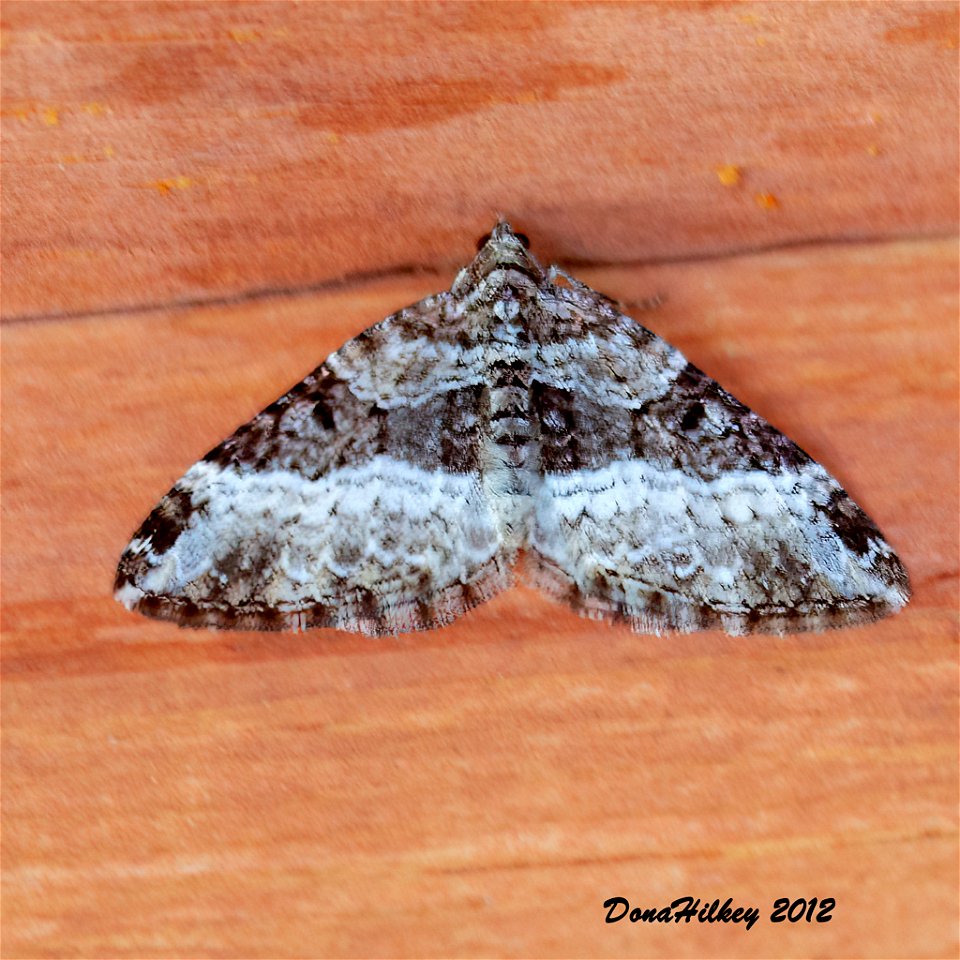 Sharp-angle Carpet