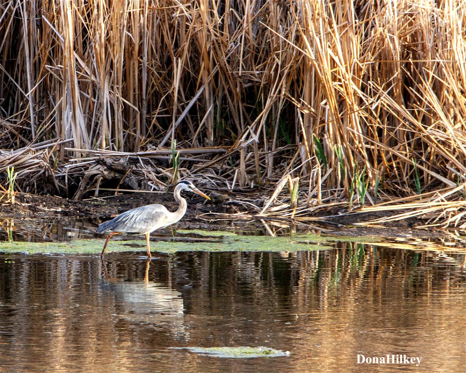GBHE-10may2020-Stagecoach-ponds-web