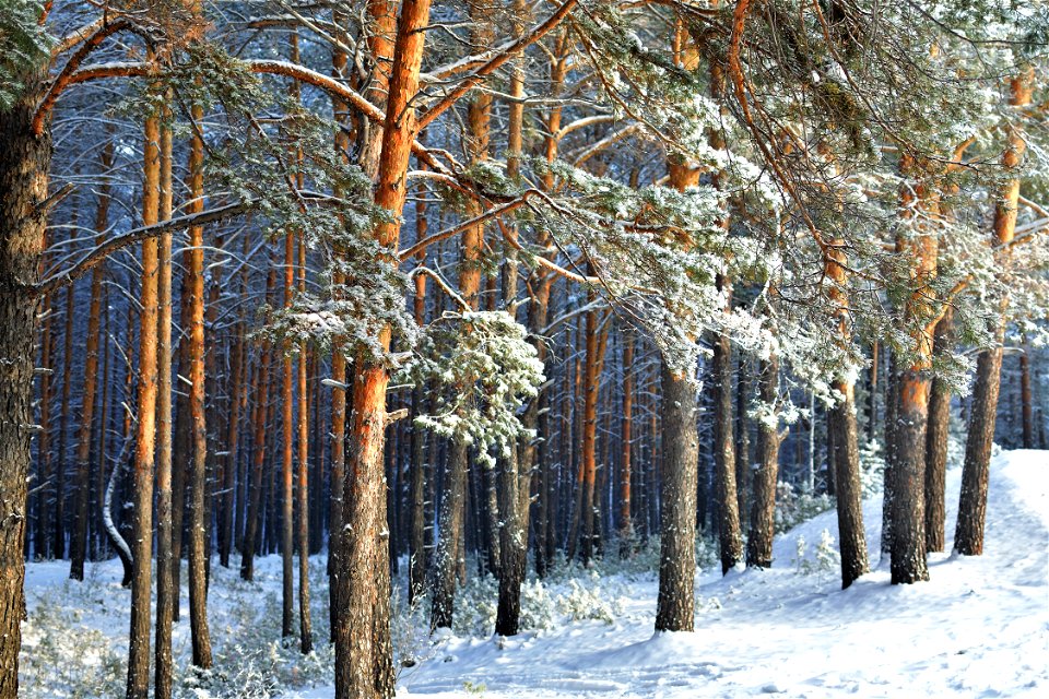 snow-covered pine forest photo