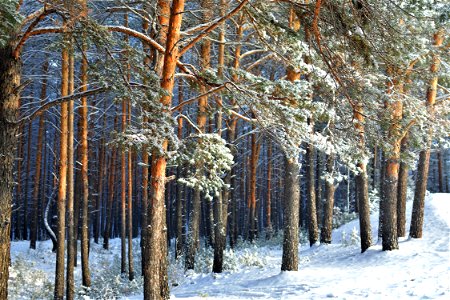 snow-covered pine forest