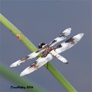 Eight-spotted Skimmer