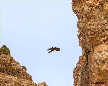 Golden Eagle at Cross Mountain