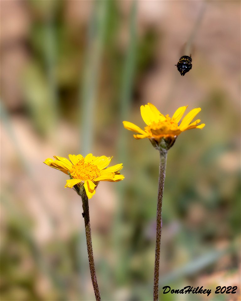 Osmia sp on Stemless Four-nerved Daisy
