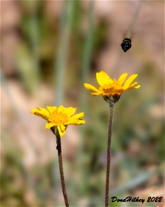 Osmia sp on Stemless Four-nerved Daisy