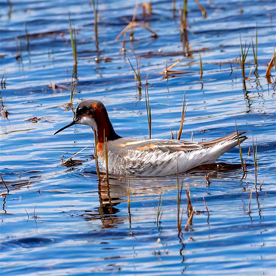 Red-necked Phalarope