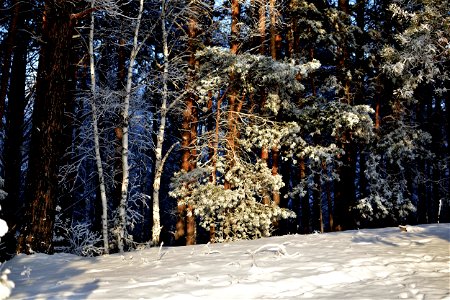 the pine forest was covered with fluffy snow