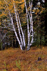 autumn forest after rain photo