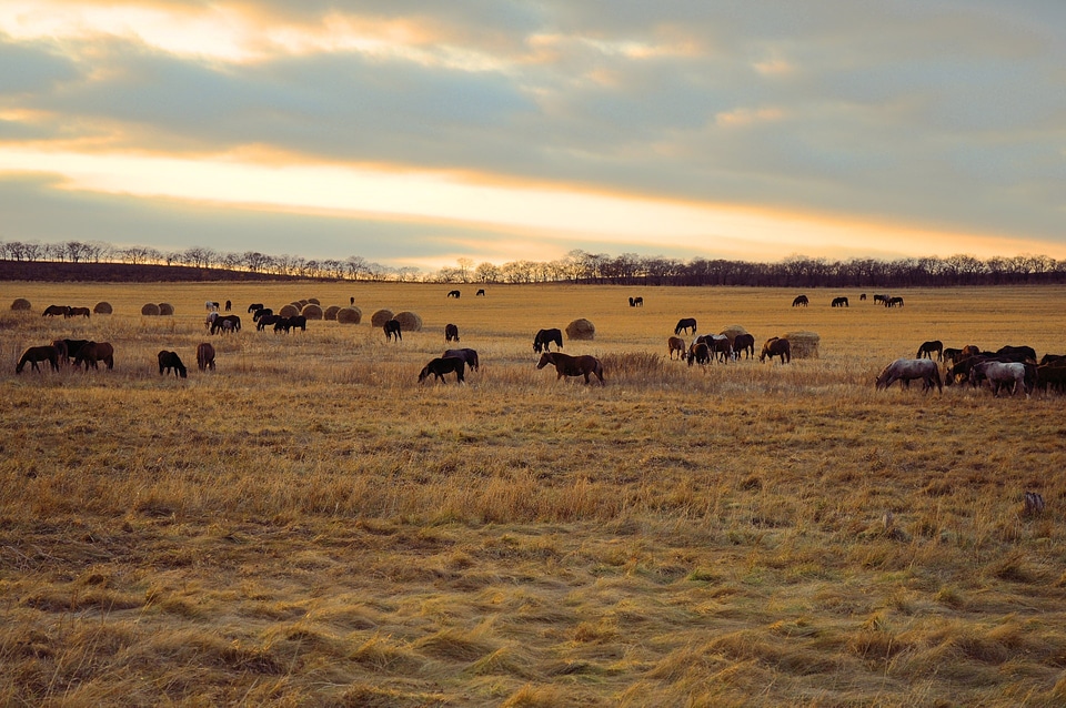Horse herd in a field