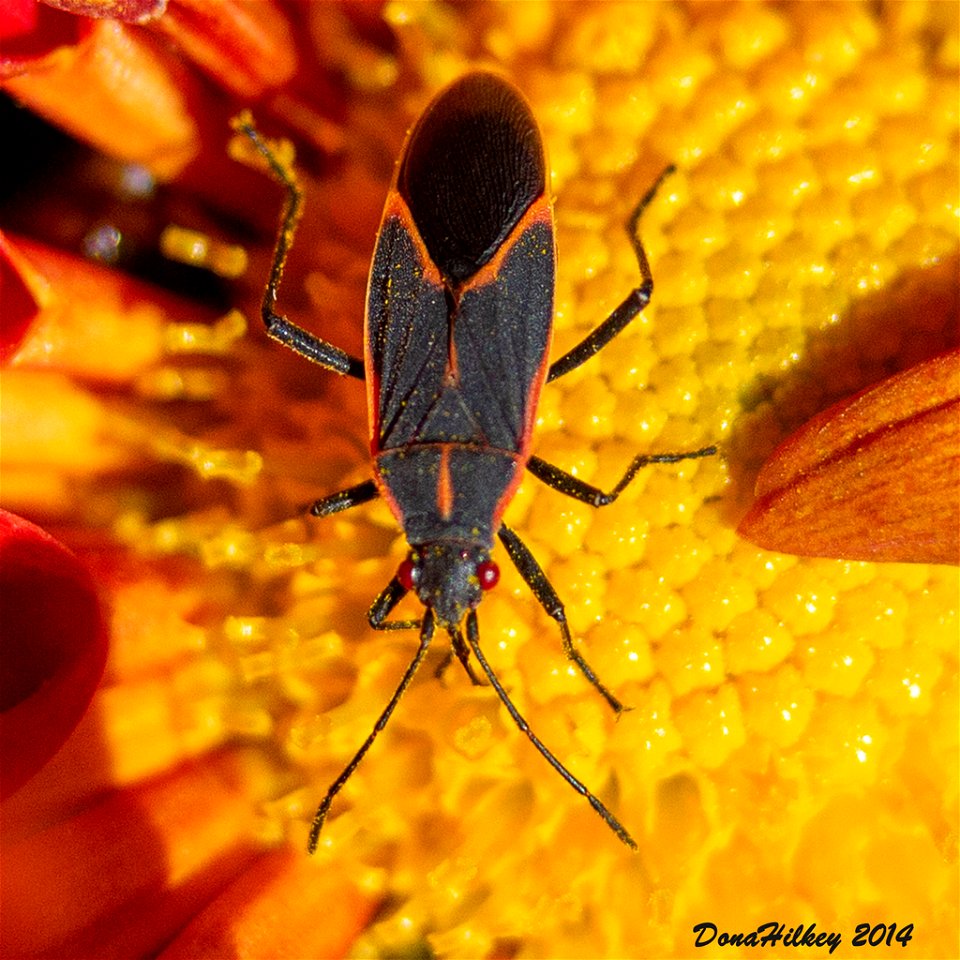 Eastern Boxelder Bug