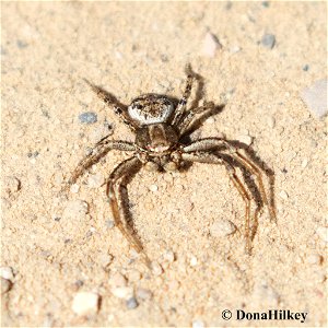 Ground Crab Spider photo