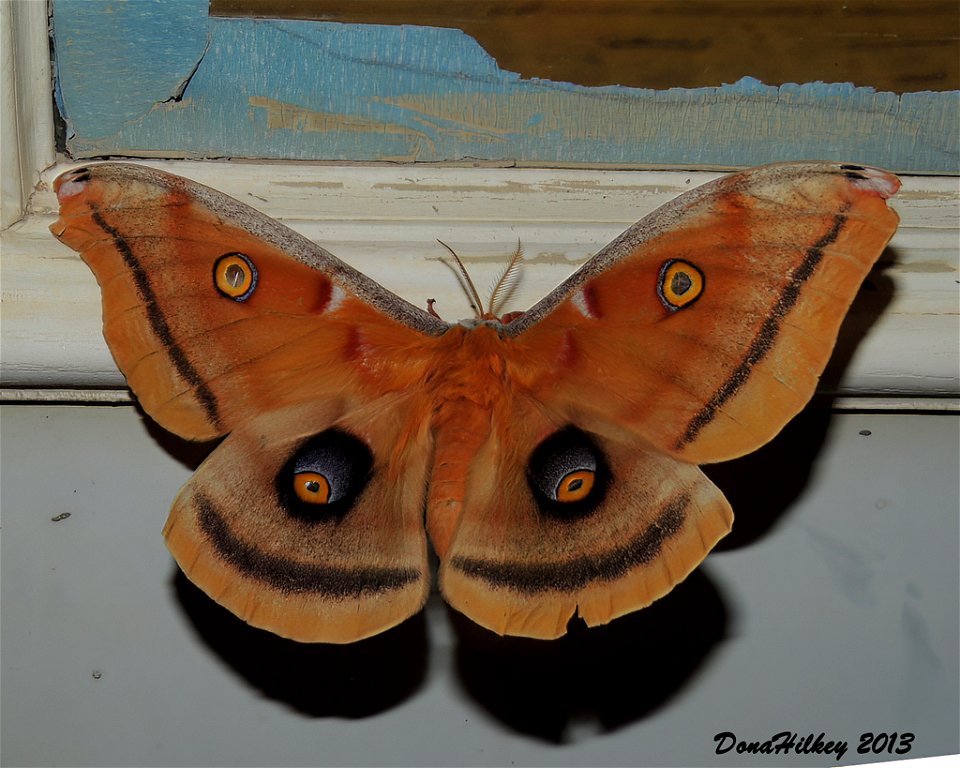 Polyphemus Moth Antheraea polyphemus