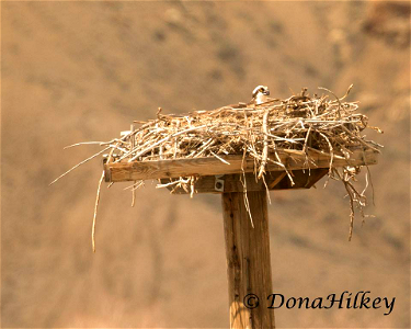 Osprey photo