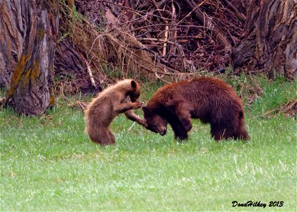 Black Bear and Cub