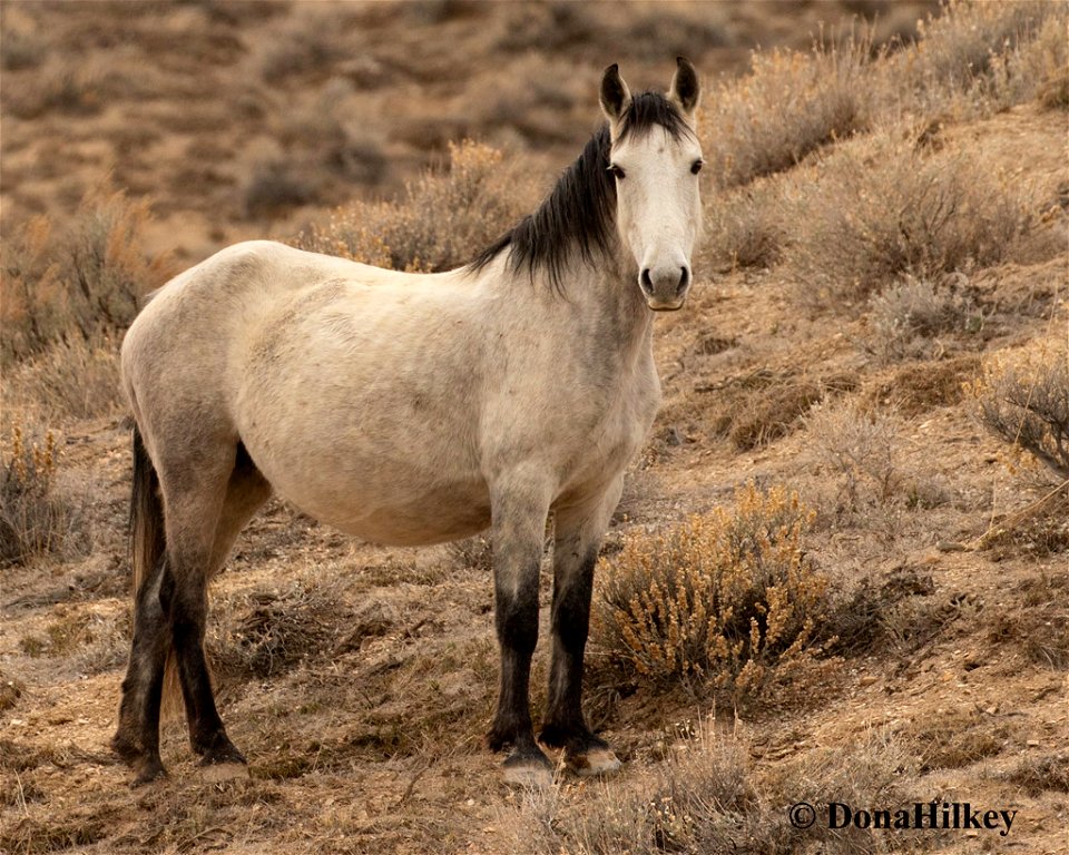 Gray-mare--16march2020-CR-kiosk-web