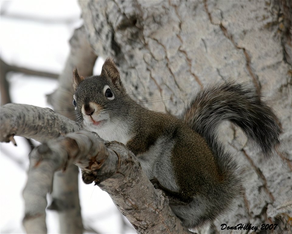 American Red Squirrel