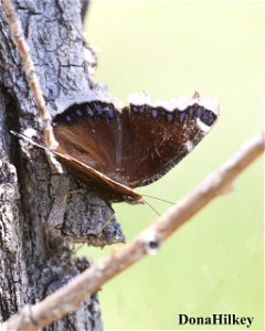Mourning-Cloak-14may2020-home-web
