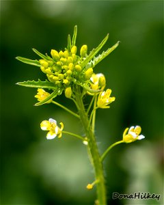 Small Tumbleweed Mustard