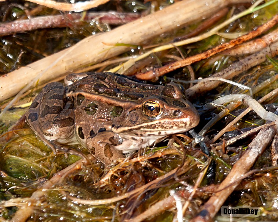 Northern Leopard Frog Lithobates pipiens