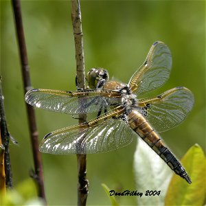 Four-spotted Skimmer photo