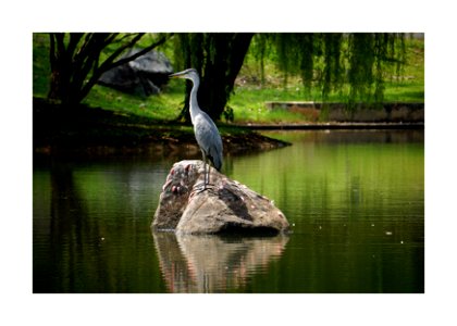 Heron in the middle of the lake photo