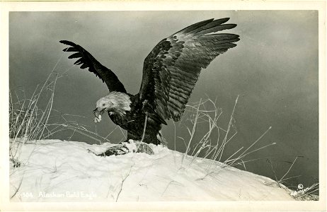 Alaskan Bald Eagle photo