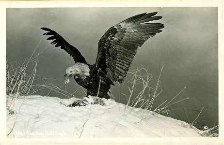 Alaskan Bald Eagle