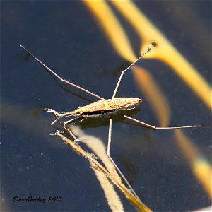 Common Water Strider