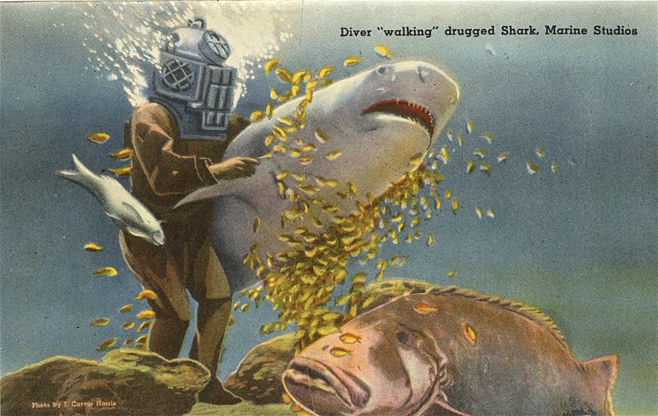 Divers & Sharks, Marine Studios Marineland, Florida