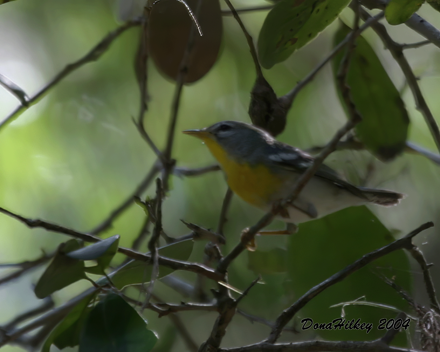 Northern Parula