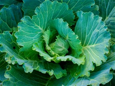 couve-hortaliça-agricultura-Foto-Daiane Mendonã