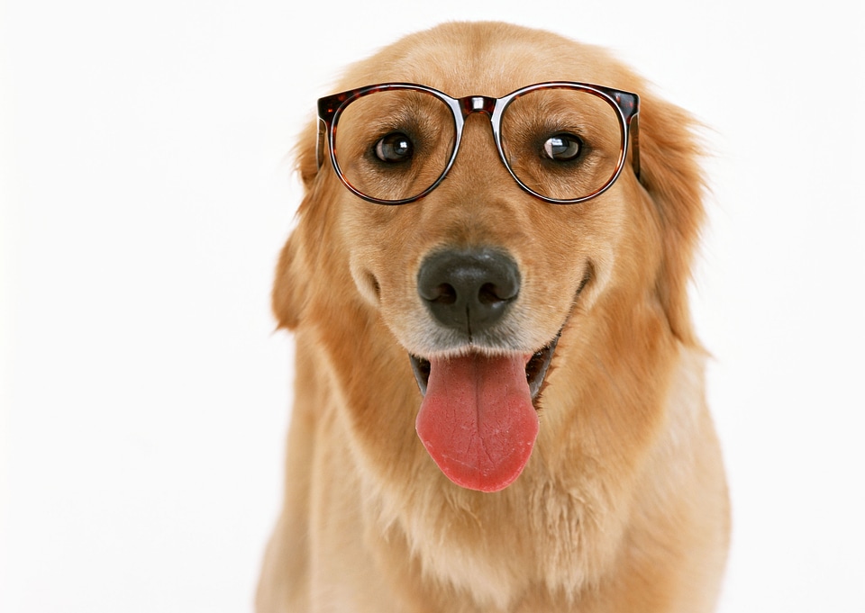 Dachshund with eyeglasses