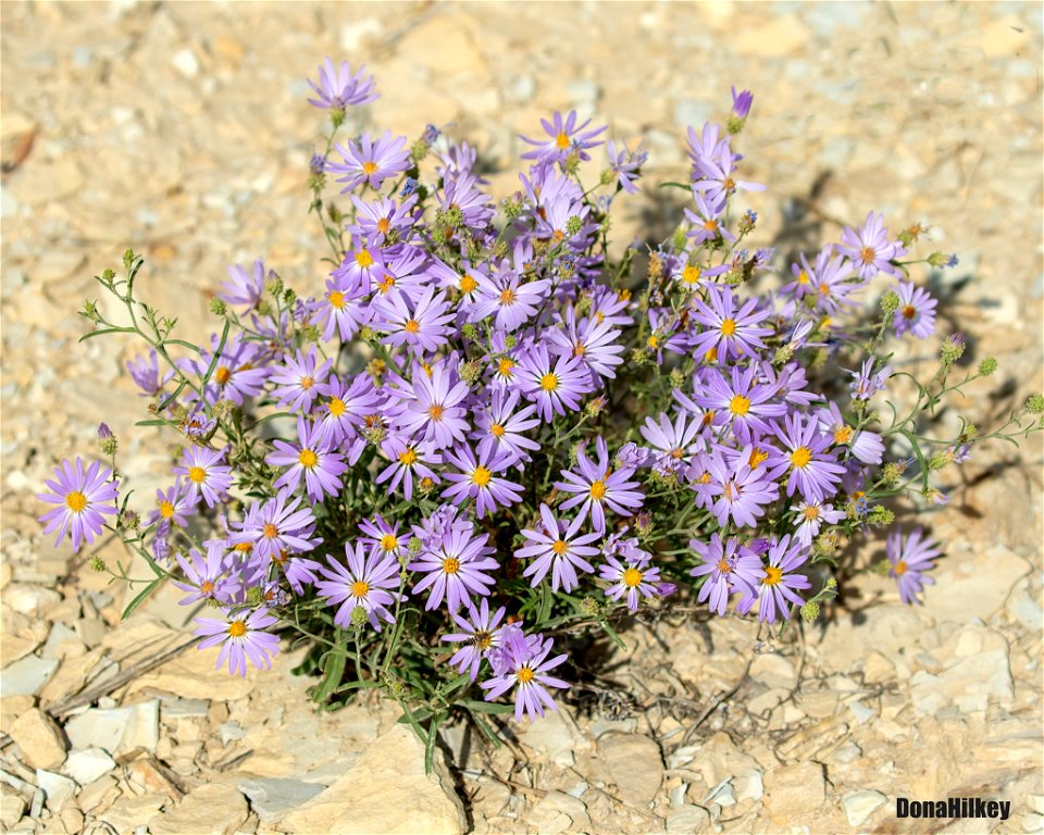 Hoary Tansy Aster