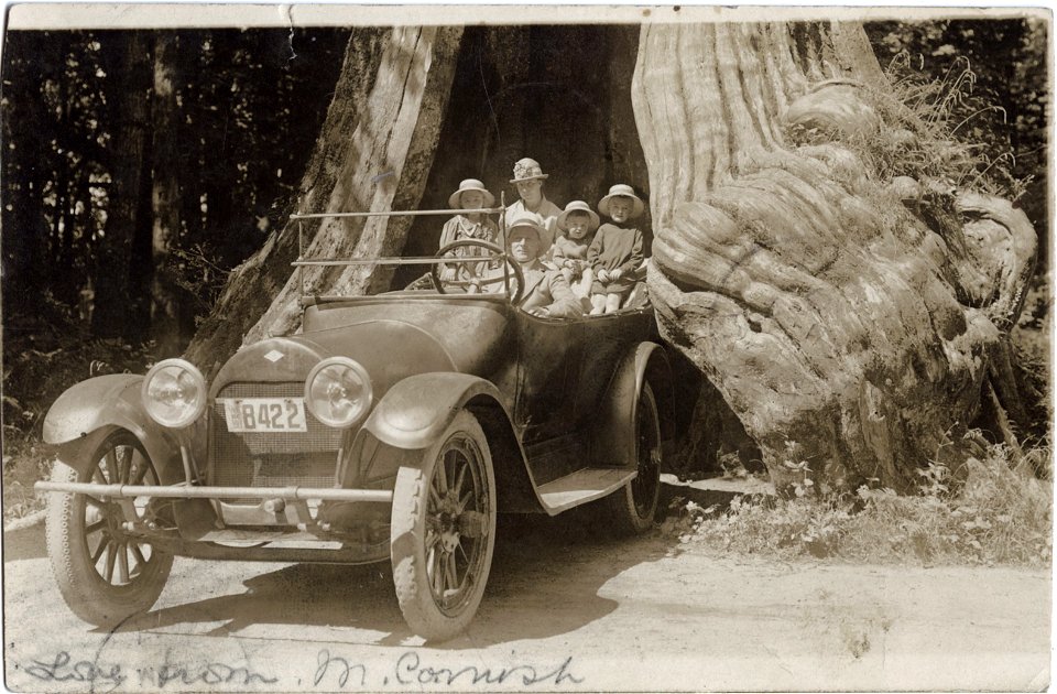 Big Hollow Tree, Stanley Park, Vancouver BC