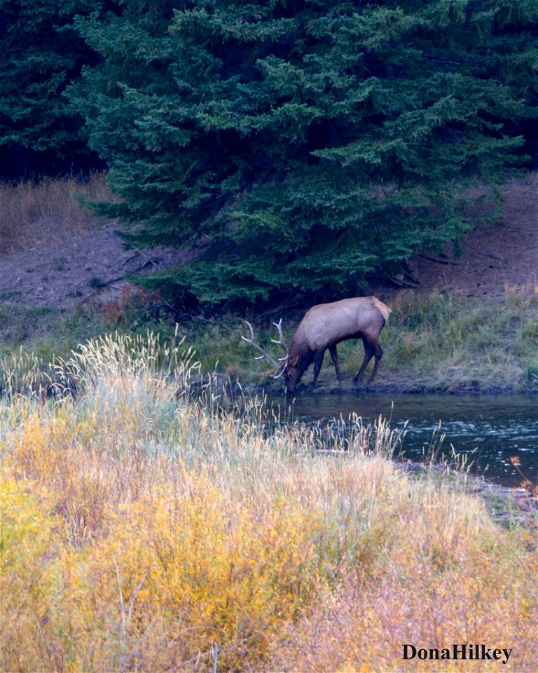 elk-10oct2020-SouthFork11