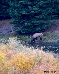 elk-10oct2020-SouthFork11