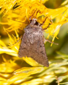 Army Cutworm Moth photo
