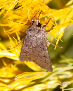 Army Cutworm Moth