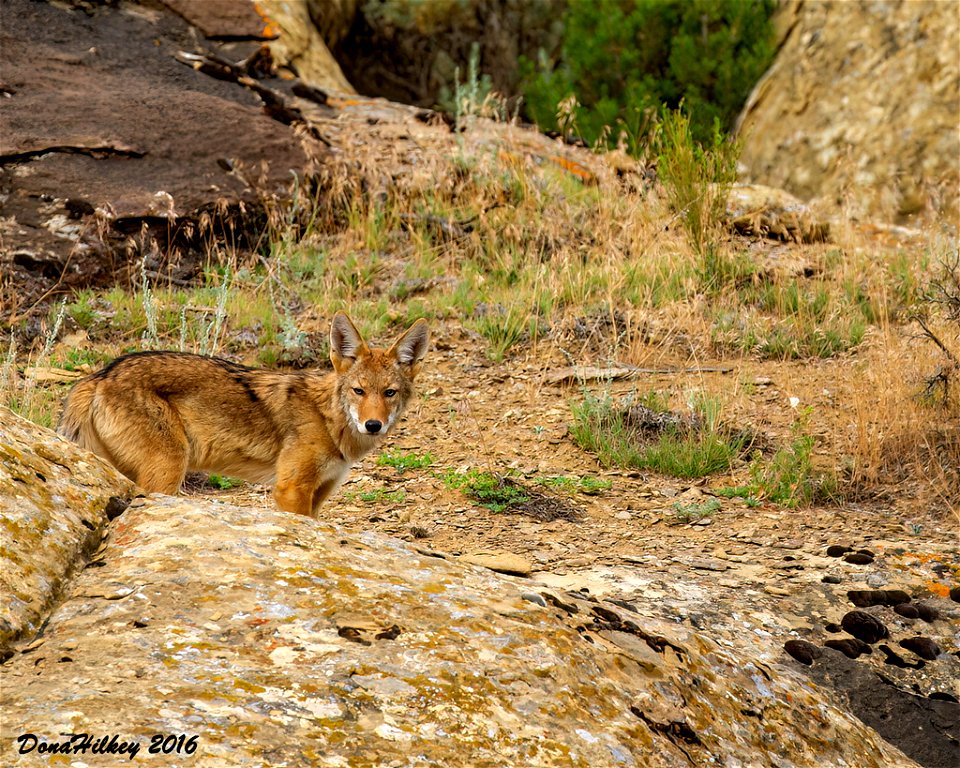 Coyote