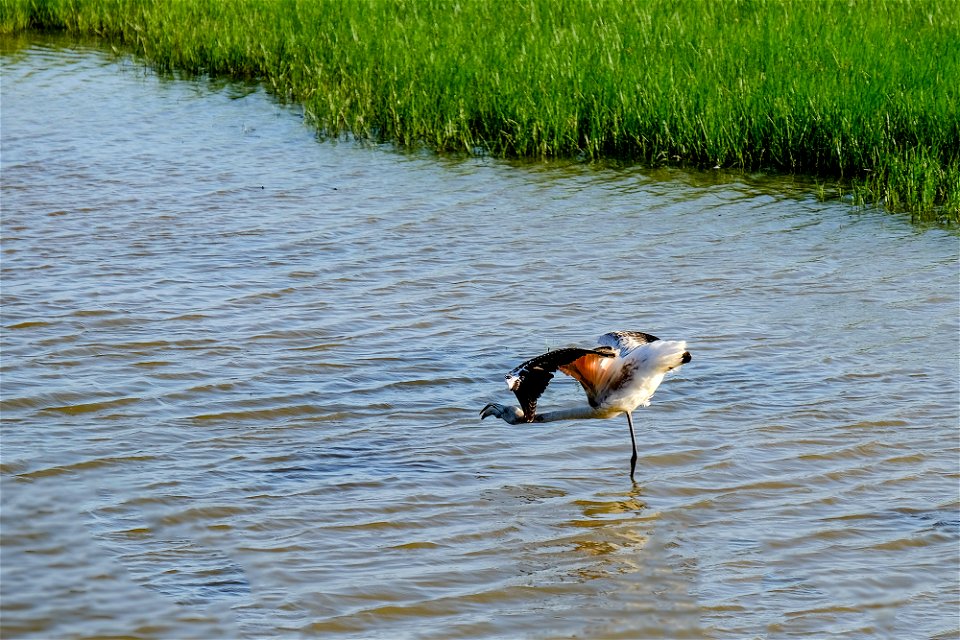 22-09-2018 Aiguamolls de l' Empordà