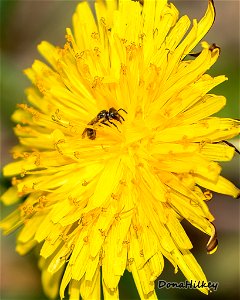 Tiny Bee or Wasp