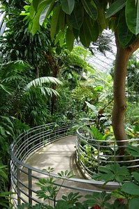 Rain forest photo