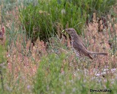 Sage Thrasher