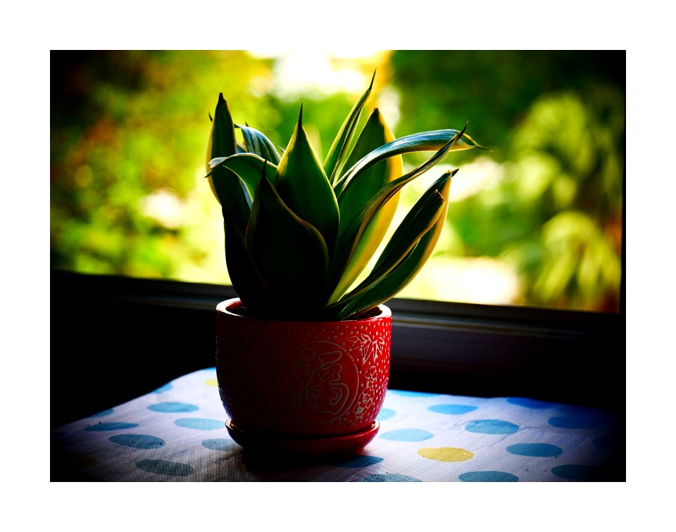 Plant by the window