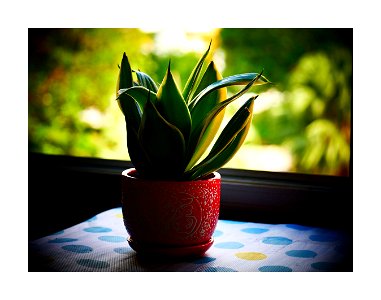 Plant by the window photo