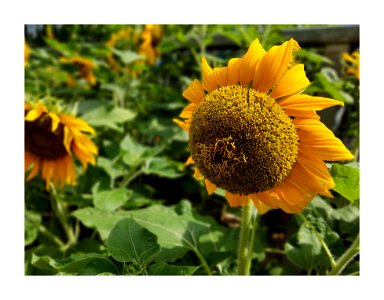 Sunflower season photo