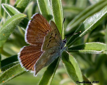 Boisduval's Blue Icaricia icarioides