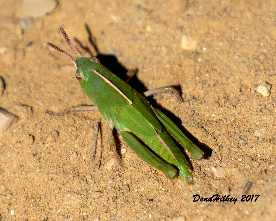 Green-striped Grasshopper