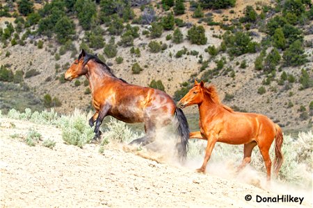7038-mare,-1523-filly-1june2017-barcus-fb