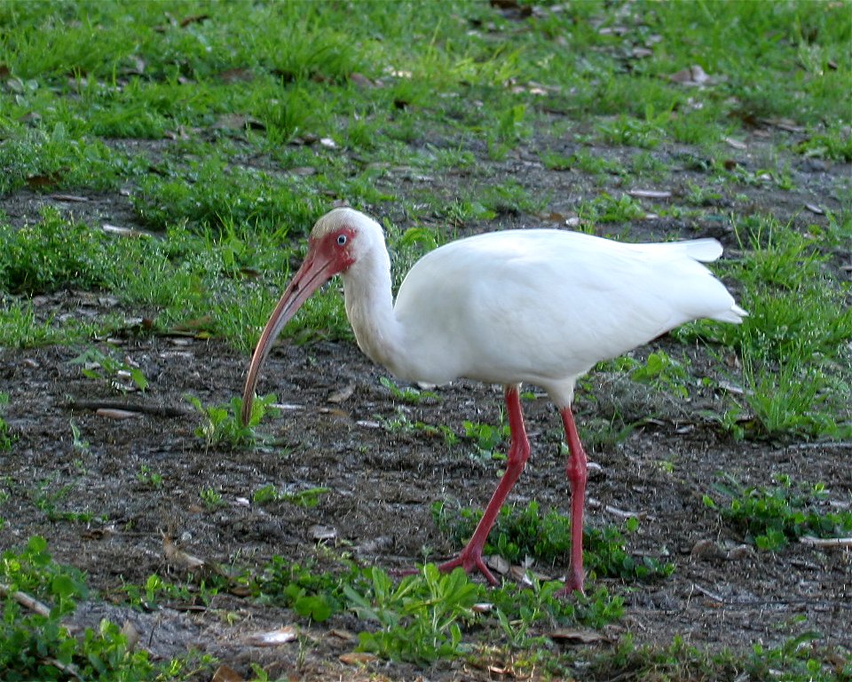 White Ibis